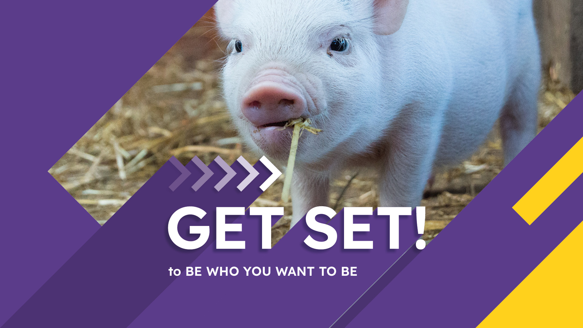 Get Set Animal Care Level 1